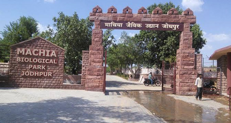 Jodhpur-Machiya-Safari-Park